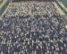 CARPOCALYPSE in China