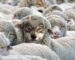 Plug-in Hybrids: The Car Industry’s Wolf in Sheep’s Clothes?