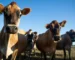 BMW Wants to Run EVs On Cow Poop