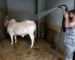 The Cow Wash is a Thing in Pakistan
